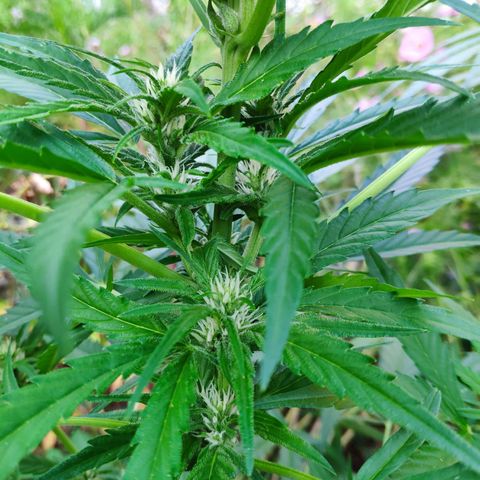 Purple Haze Auto  growlog timeline photo
