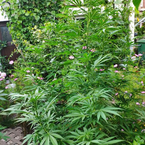 Purple Cookie Kush Sensi Seeds  growlog timeline photo