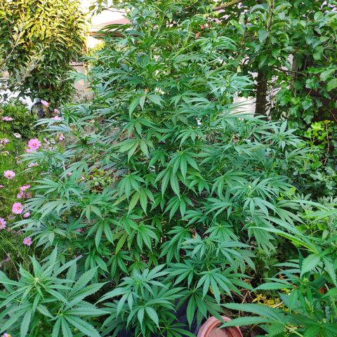 Purple Cookie Kush Sensi Seeds  growlog timeline photo