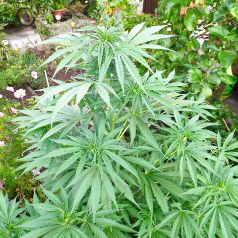 Purple Cookie Kush Sensi Seeds  growlog timeline photo