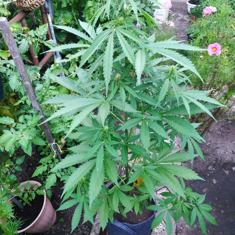 Pineapple Express 2 growlog timeline photo