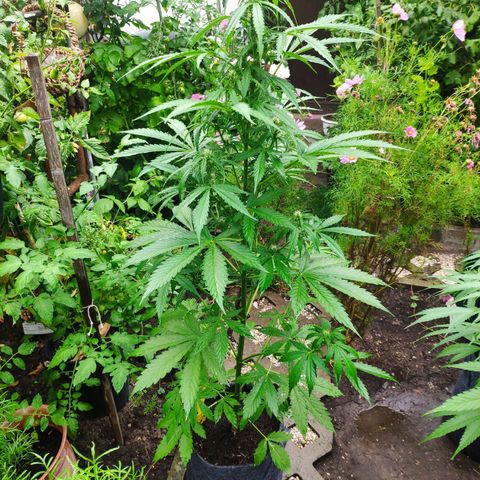 Pineapple Express 2 growlog timeline photo