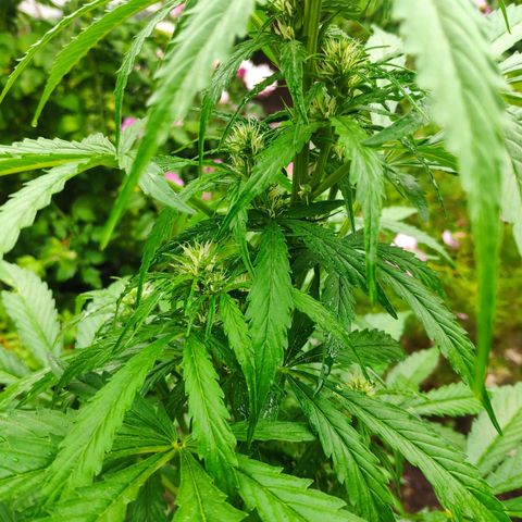 Pineapple Express 2 growlog timeline photo
