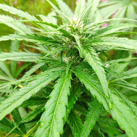 Purple Haze Auto  growlog timeline photo