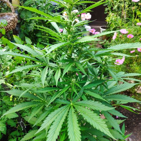 Pineapple Express 2 growlog timeline photo