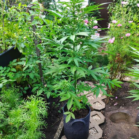 Pineapple Express 2 growlog timeline photo