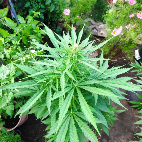 Pineapple Express 2 growlog timeline photo