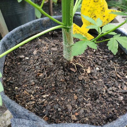Pineapple Express 2 growlog timeline photo