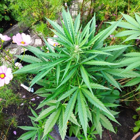 Purple Haze Auto  growlog timeline photo