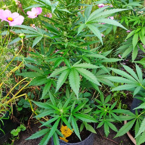 Purple Haze Auto  growlog timeline photo