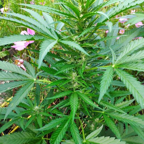 Purple Haze Auto  growlog timeline photo