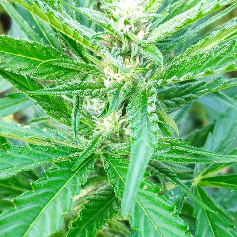 Purple Haze Auto  growlog timeline photo