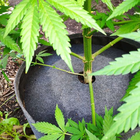 Purple Cookie Kush Sensi Seeds  growlog timeline photo