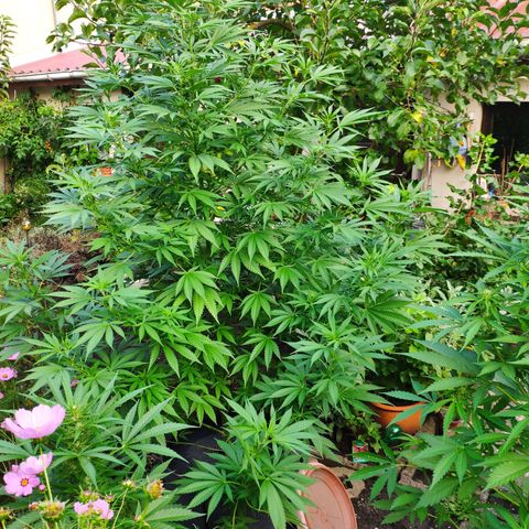 Purple Cookie Kush Sensi Seeds  growlog timeline photo