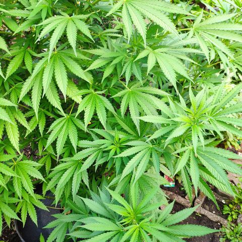 Purple Cookie Kush Sensi Seeds  growlog timeline photo