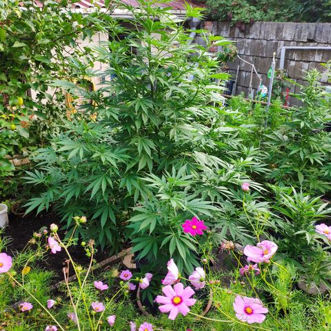 Purple Cookie Kush Sensi Seeds  growlog timeline photo