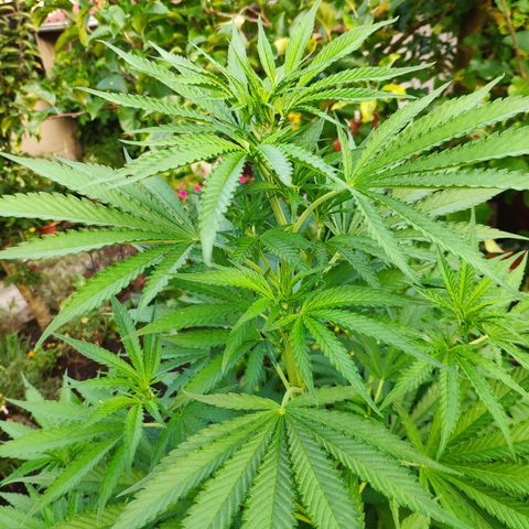 Purple Cookie Kush Sensi Seeds  growlog timeline photo