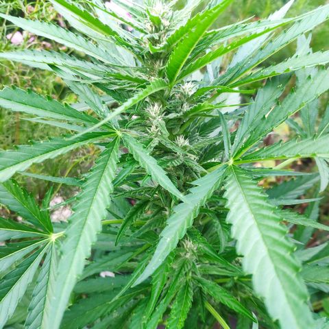 Purple Haze Auto  growlog timeline photo