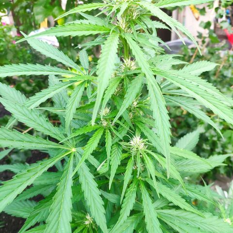 Pineapple Express 2 growlog timeline photo