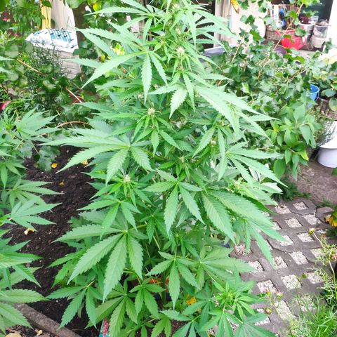 Pineapple Express 2 growlog timeline photo