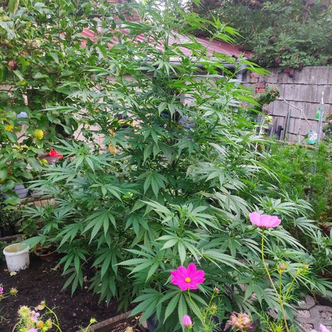 Purple Cookie Kush Sensi Seeds  growlog timeline photo