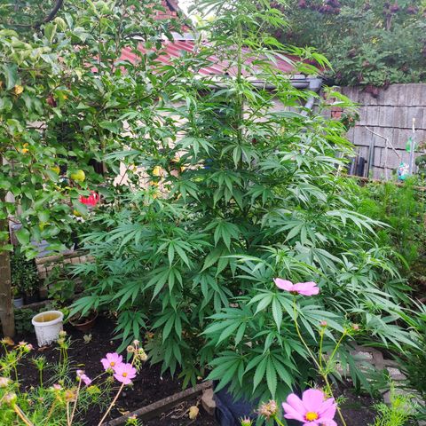 Purple Cookie Kush Sensi Seeds  growlog timeline photo