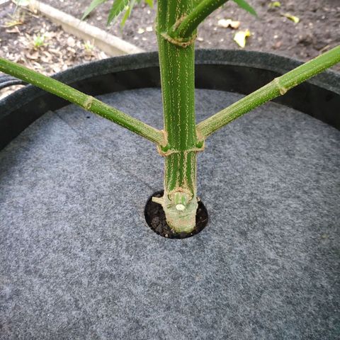Purple Cookie Kush Sensi Seeds  growlog timeline photo