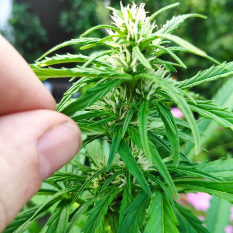 Pineapple Express 2 growlog timeline photo
