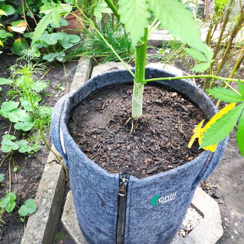Pineapple Express 2 growlog timeline photo