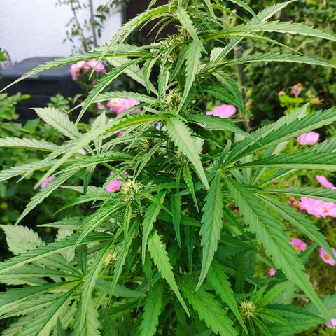 Pineapple Express 2 growlog timeline photo