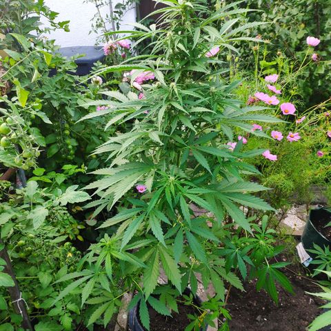 Pineapple Express 2 growlog timeline photo