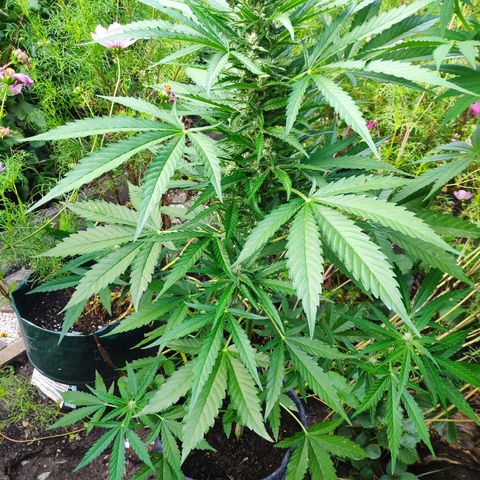 Purple Haze Auto  growlog timeline photo