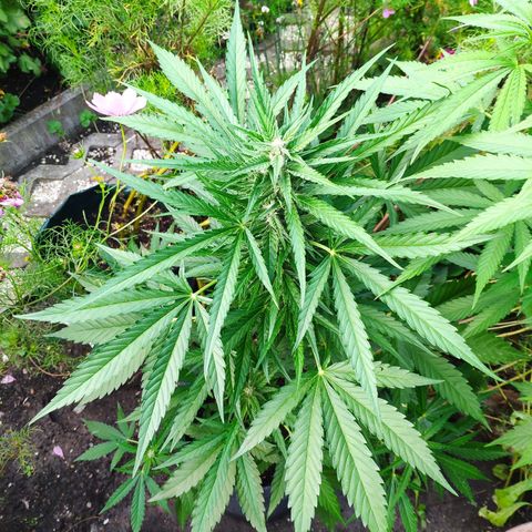 Purple Haze Auto  growlog timeline photo