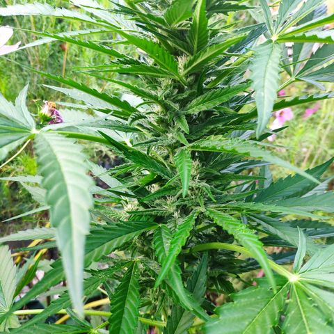 Purple Haze Auto  growlog timeline photo