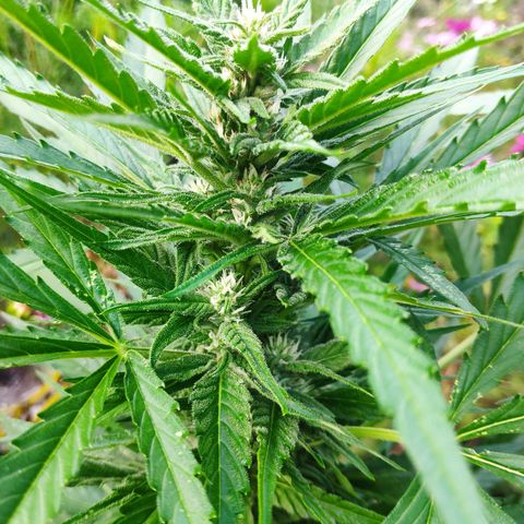 Purple Haze Auto  growlog timeline photo