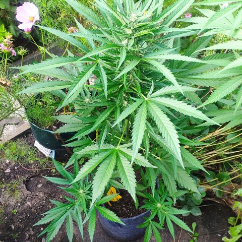 Purple Haze Auto  growlog timeline photo