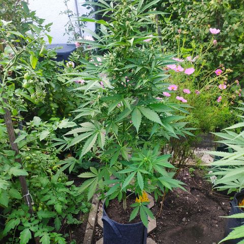 Pineapple Express 2 growlog timeline photo