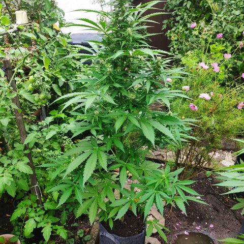 Pineapple Express 2 growlog timeline photo