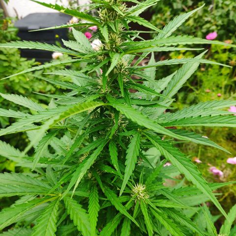 Pineapple Express 2 growlog timeline photo
