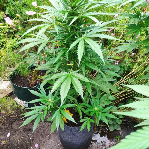 Purple Haze Auto  growlog timeline photo