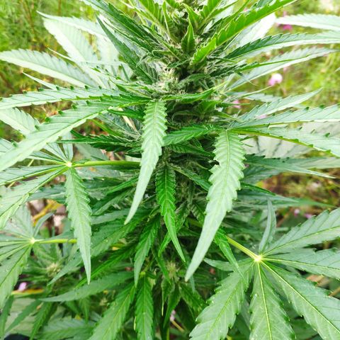 Purple Haze Auto  growlog timeline photo