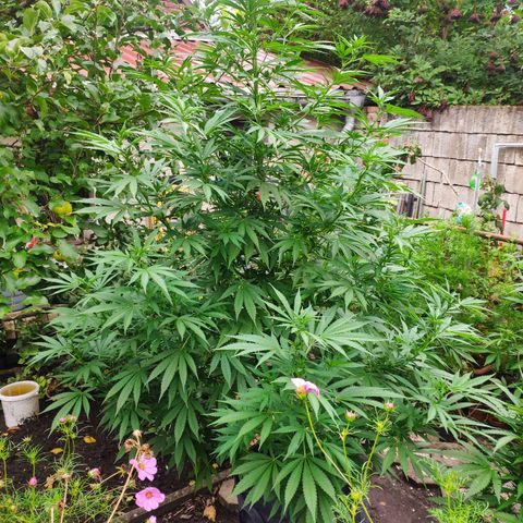 Purple Cookie Kush Sensi Seeds  growlog timeline photo