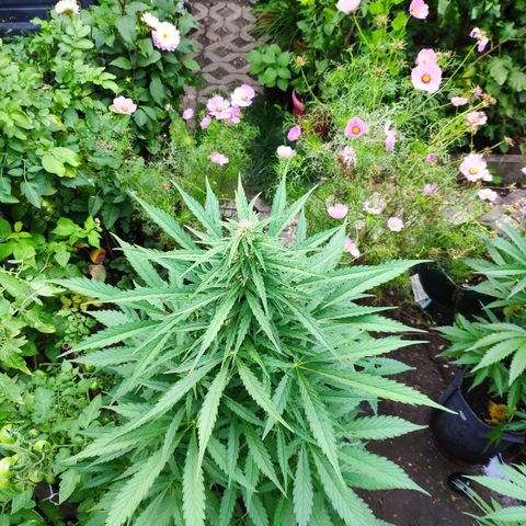 Pineapple Express 2 growlog timeline photo