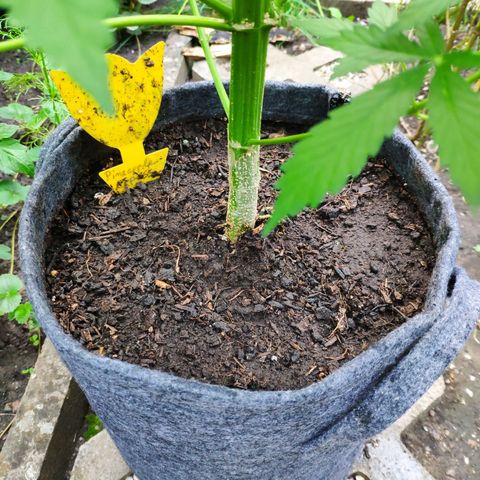 Pineapple Express 2 growlog timeline photo