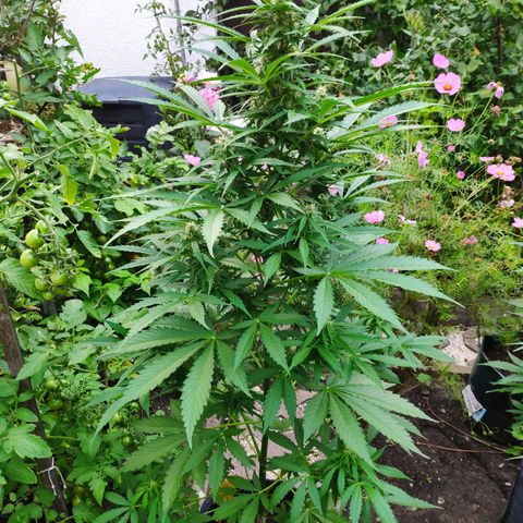 Pineapple Express 2 growlog timeline photo