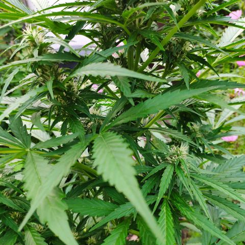 Pineapple Express 2 growlog timeline photo