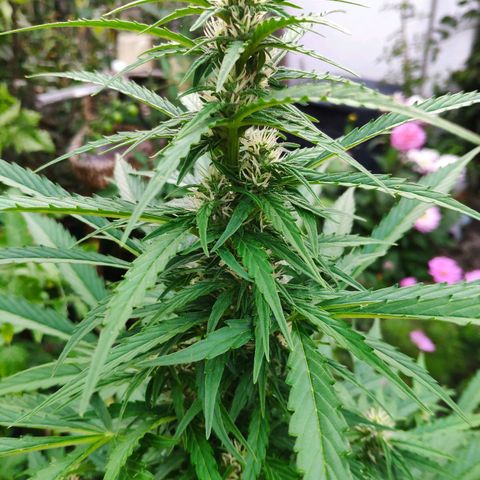 Pineapple Express 2 growlog timeline photo