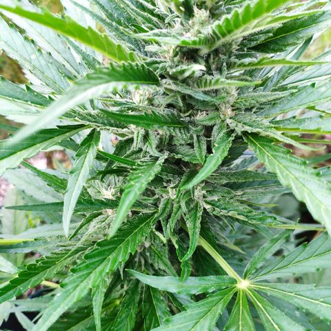 Purple Haze Auto  growlog timeline photo