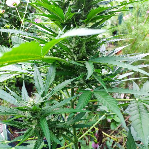 Purple Haze Auto  growlog timeline photo