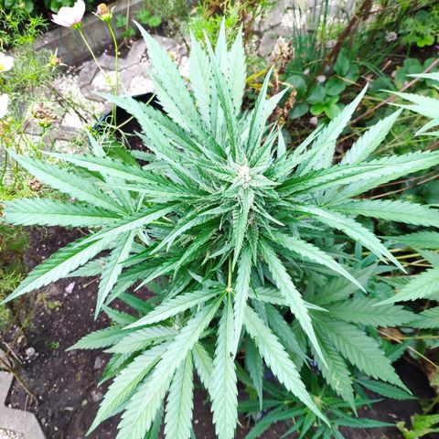 Purple Haze Auto  growlog timeline photo